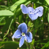 petites fleurs